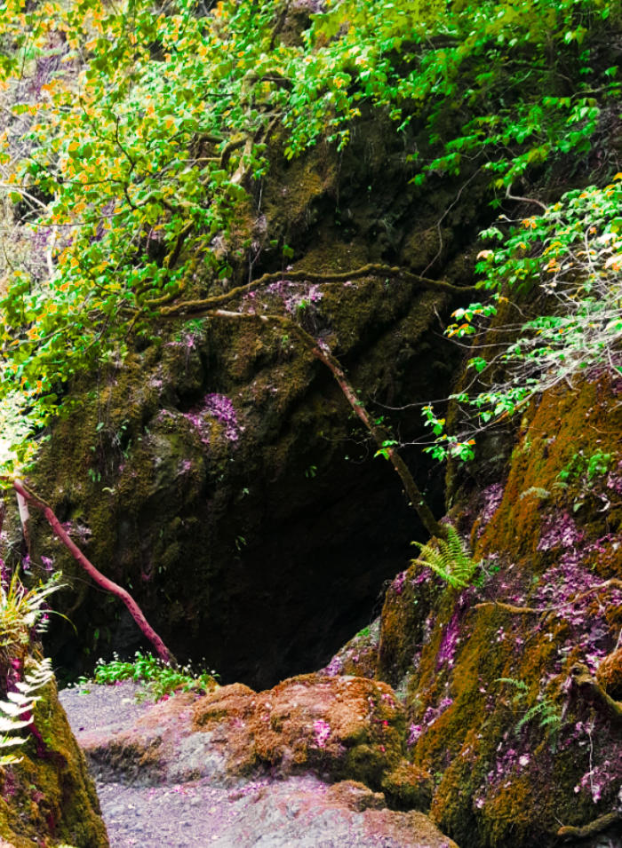 Enchanted Path